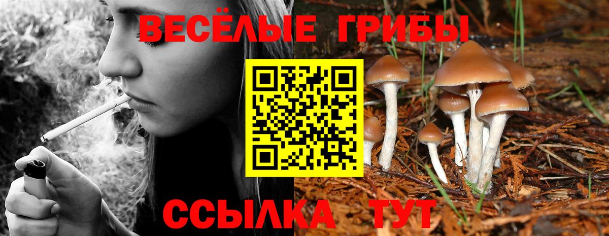 Бор  Псилоцибиновые грибы Psilocybine cubensis  Вход с VPN  наркота  Псилоцибиновые грибы Psilocybe 